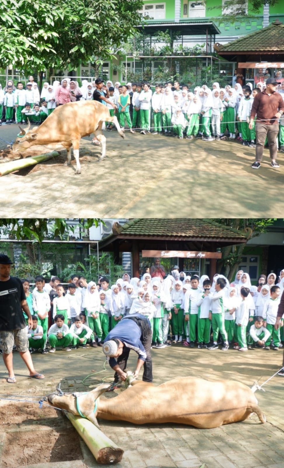 Meneladani Keikhlasan Nabi Ibrahim, SD Azmia Gelar Penyembelihan dan Distribusi Hewan Qurban